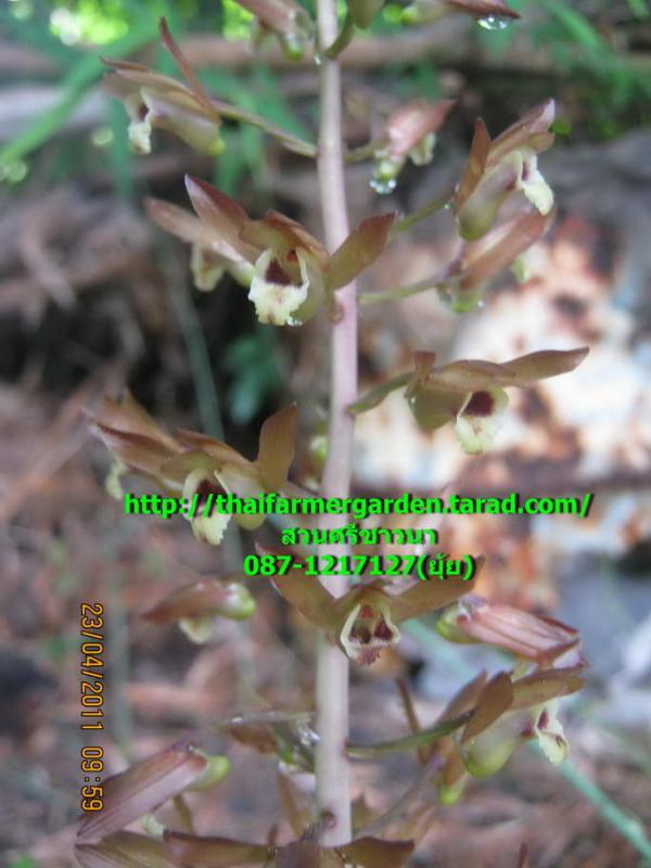 ว่านอึ่ง Eulophia macrobulbon