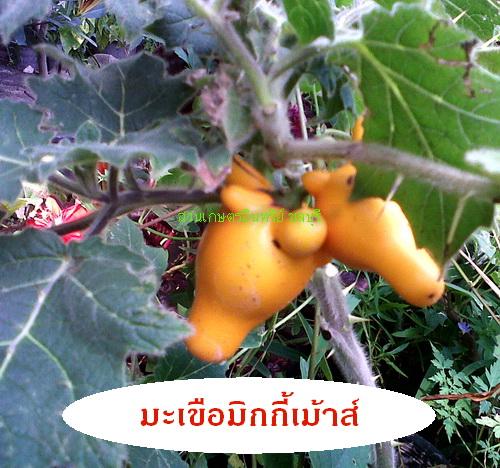 มะเขือมิกกี้เม้า(มีสรรพคุณสมุนไพร) | สวนเกษตรอินทรีย์ - พนัสนิคม ชลบุรี