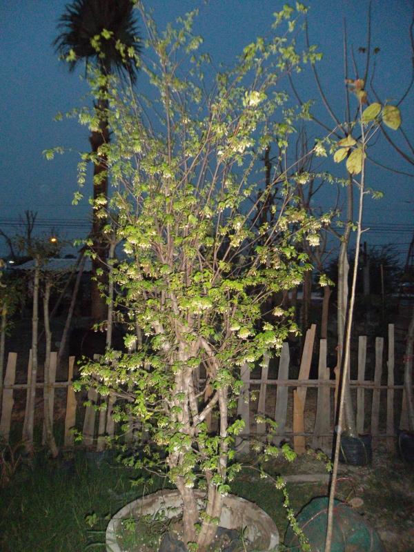 โมก | ลพบุรีไม้ล้อม/บ่อแก้วพันธุ์ไม้ - เมืองลพบุรี ลพบุรี