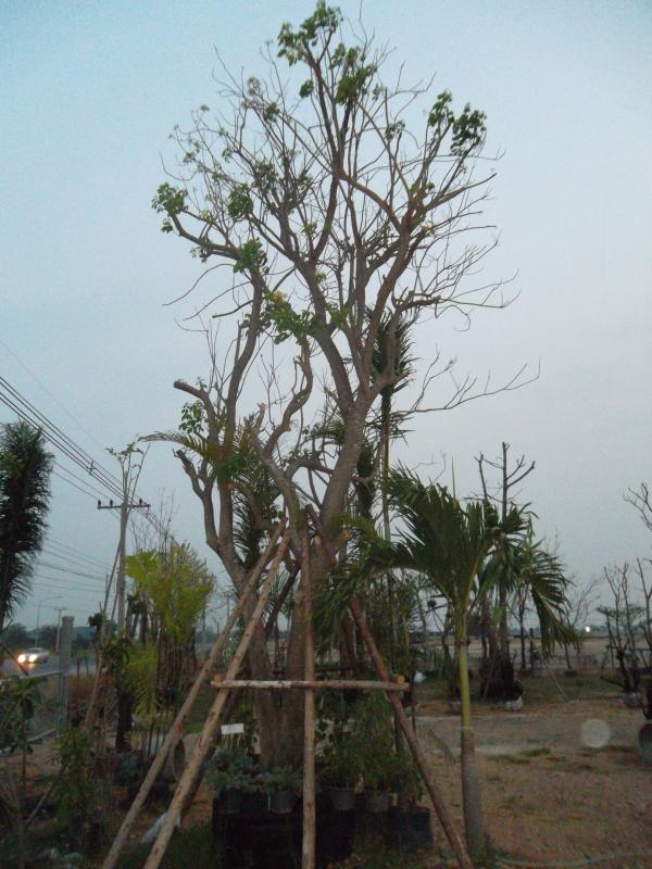 กุ่ม | ลพบุรีไม้ล้อม/บ่อแก้วพันธุ์ไม้ - เมืองลพบุรี ลพบุรี