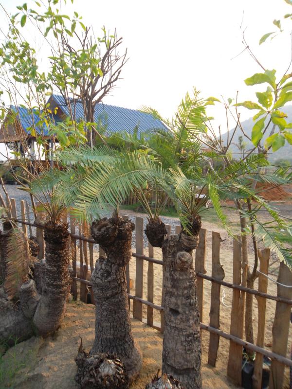 ปรง | ลพบุรีไม้ล้อม/บ่อแก้วพันธุ์ไม้ - เมืองลพบุรี ลพบุรี