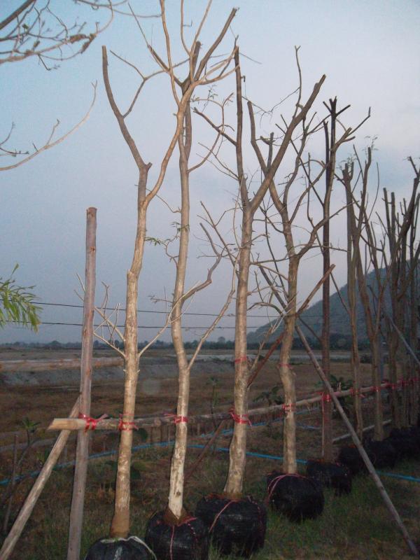 อินทนิล | ลพบุรีไม้ล้อม/บ่อแก้วพันธุ์ไม้ - เมืองลพบุรี ลพบุรี