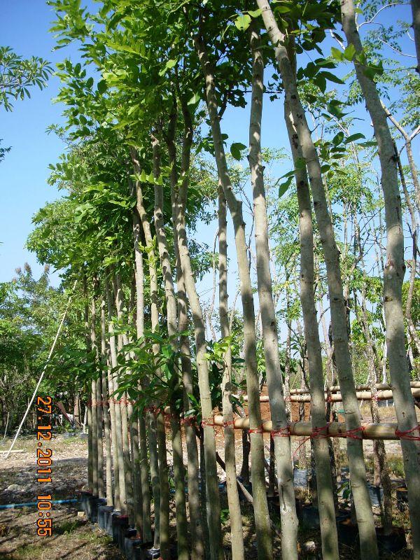 คูณ | สวนไม้ใหญ่ไม้ประดับนนทบุรี -  นนทบุรี