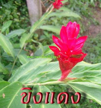 ขิงแดง(ดอกเข้มบานทน) | สวนเกษตรอินทรีย์ - พนัสนิคม ชลบุรี
