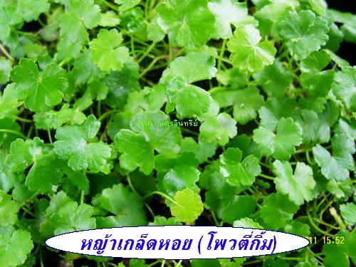 ต้นโพวตี้กิ้ม(หญ้าเกล็ดหอยเล็ก) | สวนเกษตรอินทรีย์ - พนัสนิคม ชลบุรี