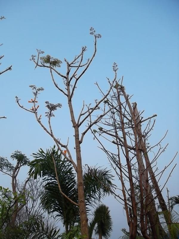 ปีบทอง | ลพบุรีไม้ล้อม/บ่อแก้วพันธุ์ไม้ - เมืองลพบุรี ลพบุรี