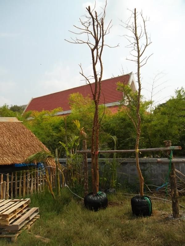 ระฆังทอง | ลพบุรีไม้ล้อม/บ่อแก้วพันธุ์ไม้ - เมืองลพบุรี ลพบุรี