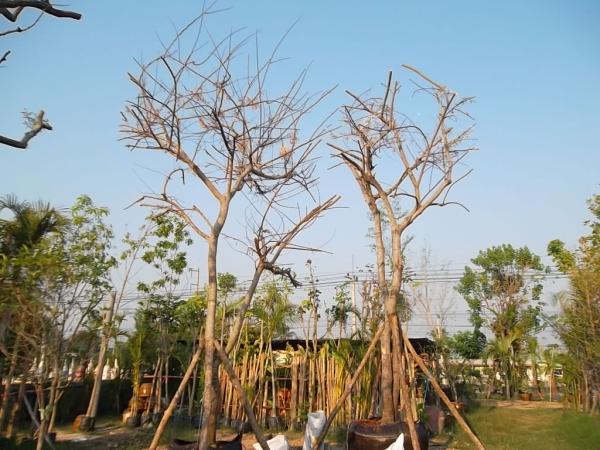 กัลปพฤกษ์ | ลพบุรีไม้ล้อม/บ่อแก้วพันธุ์ไม้ - เมืองลพบุรี ลพบุรี