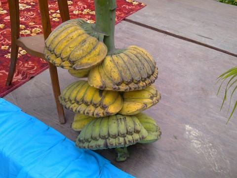 หน่อกล้วยเทพพนม | บ้านสวนกล้วย - เมืองอุบลราชธานี อุบลราชธานี