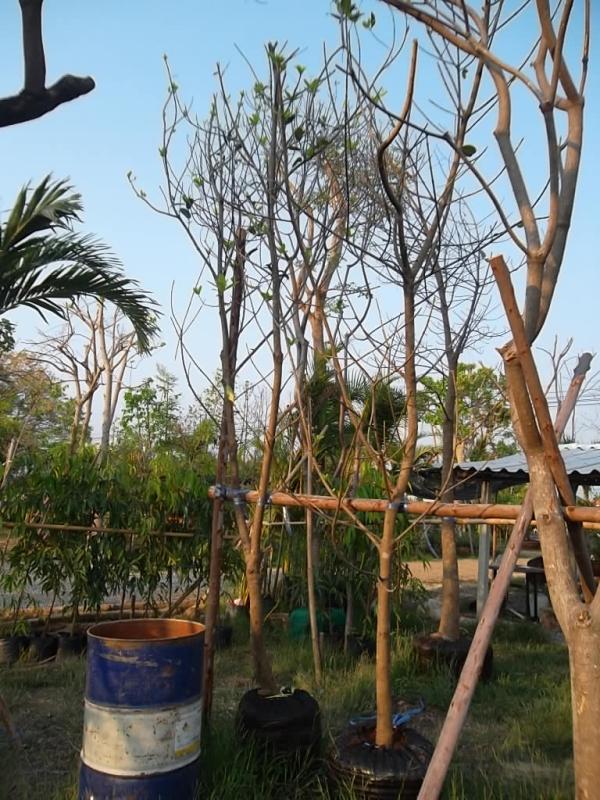 ต้นกระทิง | ลพบุรีไม้ล้อม/บ่อแก้วพันธุ์ไม้ - เมืองลพบุรี ลพบุรี