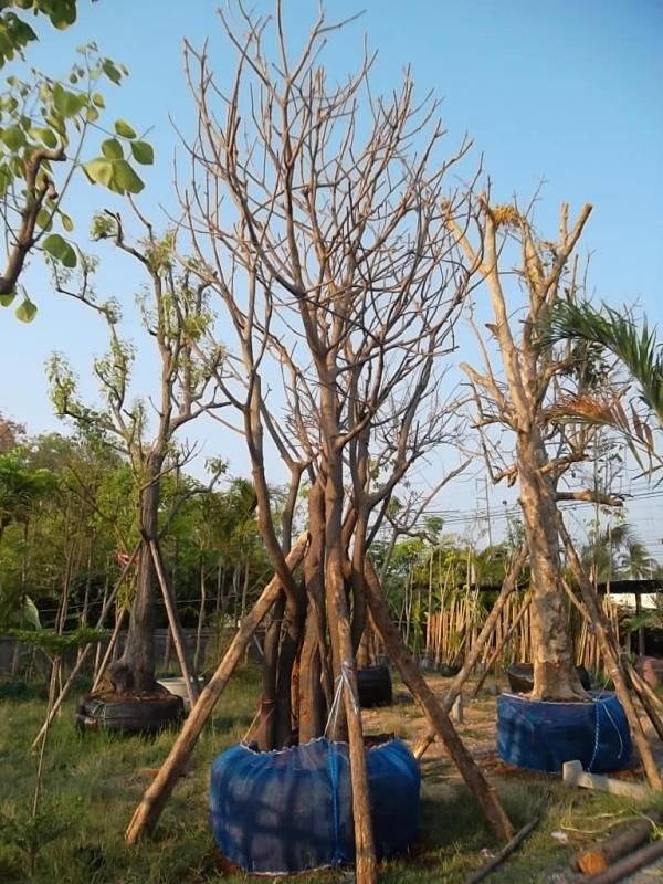 ต้นจิก | ลพบุรีไม้ล้อม/บ่อแก้วพันธุ์ไม้ - เมืองลพบุรี ลพบุรี