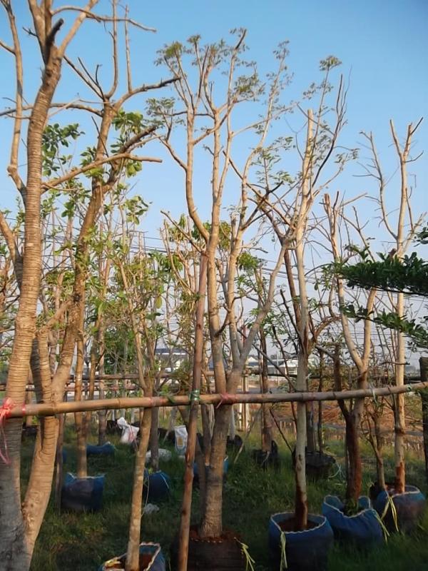 แคนา | ลพบุรีไม้ล้อม/บ่อแก้วพันธุ์ไม้ - เมืองลพบุรี ลพบุรี