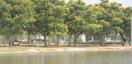 นนทรี | ลพบุรีไม้ล้อม/บ่อแก้วพันธุ์ไม้ - เมืองลพบุรี ลพบุรี