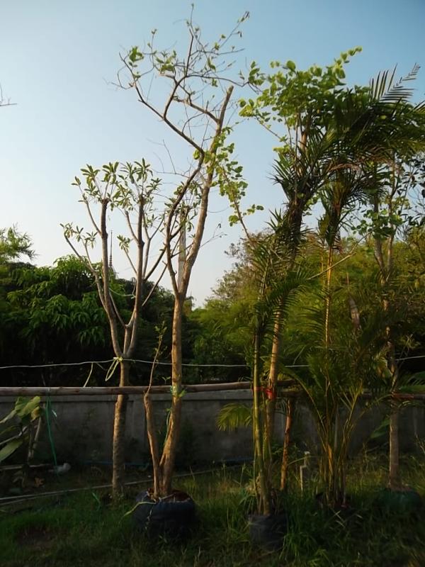 โมกหลวง | ลพบุรีไม้ล้อม/บ่อแก้วพันธุ์ไม้ - เมืองลพบุรี ลพบุรี