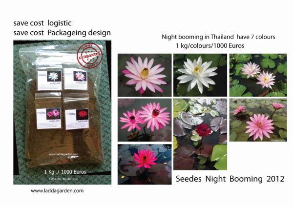 seed night boomming thailnd | laddagarden - ลาดหลุมแก้ว ปทุมธานี