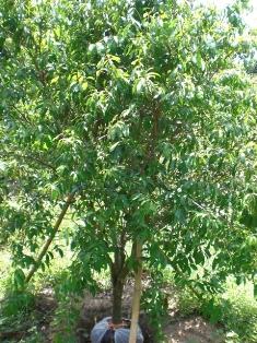 ขายต้นมะยงชิด | สัญญา การ์เด้นท์ -  ปราจีนบุรี