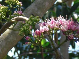 ขายต้นเจ้าหญิงสีชมพู | สัญญา การ์เด้นท์ -  ปราจีนบุรี