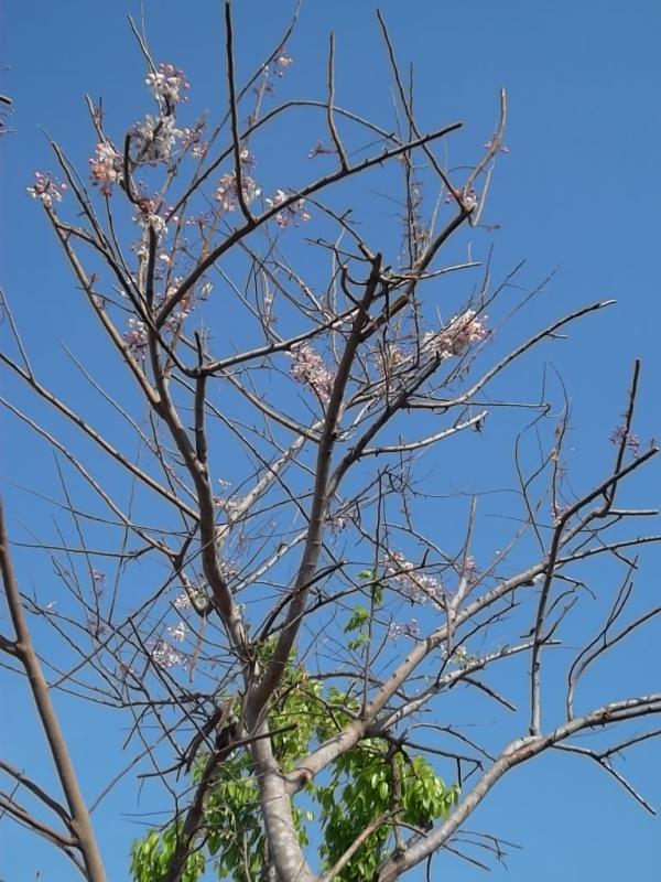 กัลปพฤกษ์ | ลพบุรีไม้ล้อม/บ่อแก้วพันธุ์ไม้ - เมืองลพบุรี ลพบุรี
