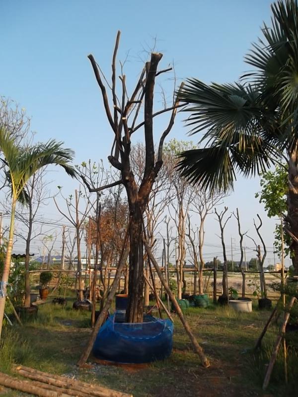 จันอิน | ลพบุรีไม้ล้อม/บ่อแก้วพันธุ์ไม้ - เมืองลพบุรี ลพบุรี