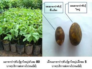 ต้นมะกอกป่า(ผลใหญ่(บริการส่งทางไปรษณีย์) | D&T Garden - เมืองปราจีนบุรี ปราจีนบุรี