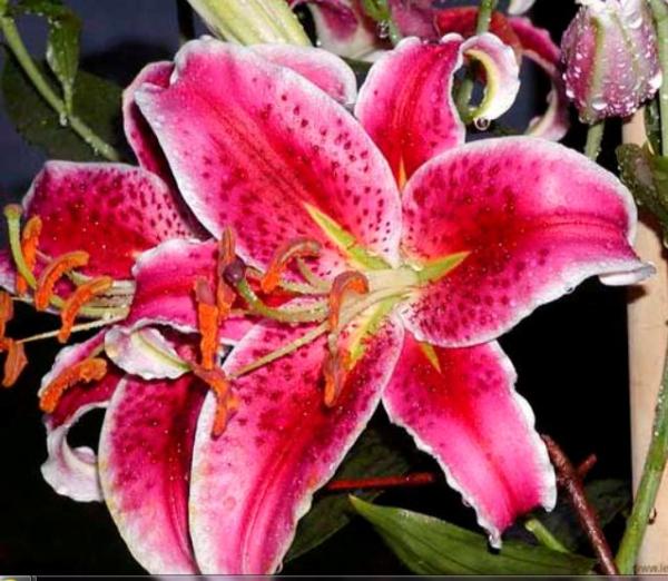 Lilly - Stargazer | seeds etc. -  กรุงเทพมหานคร