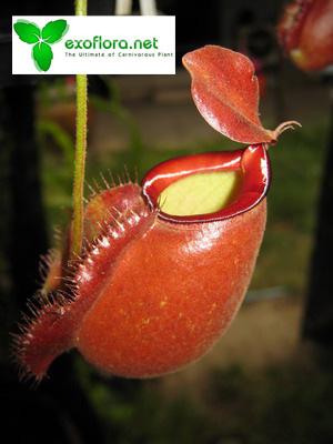 N.thorelii x hookeriana - red  | exoflora - จตุจักร กรุงเทพมหานคร