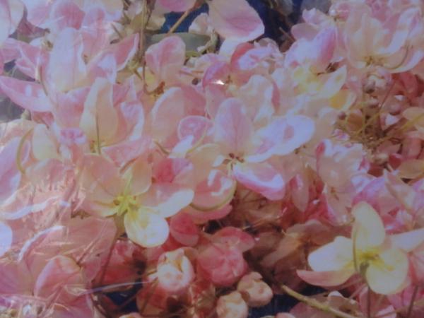 ขายต้นคูณดอกสีชมพู