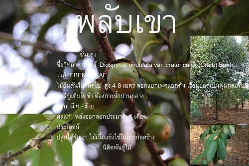 พลับเขา | นิสิตพันธุ์ไม้ - ปากช่อง นครราชสีมา