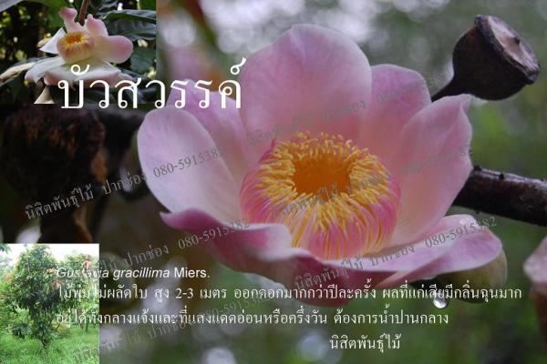 บัวสวรรค์ | นิสิตพันธุ์ไม้ - ปากช่อง นครราชสีมา