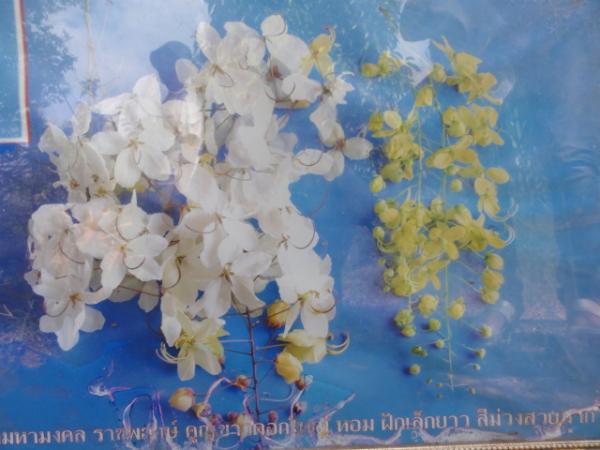 คูนขาว ดอกหอม ไม้มงคล | สวนขวัญพรรณไม้ - สันทราย เชียงใหม่