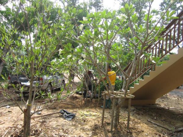 งานจัดสวน-งานปลูกไม้ | ประจวบพันธ์ไม้ - เมืองปราจีนบุรี ปราจีนบุรี