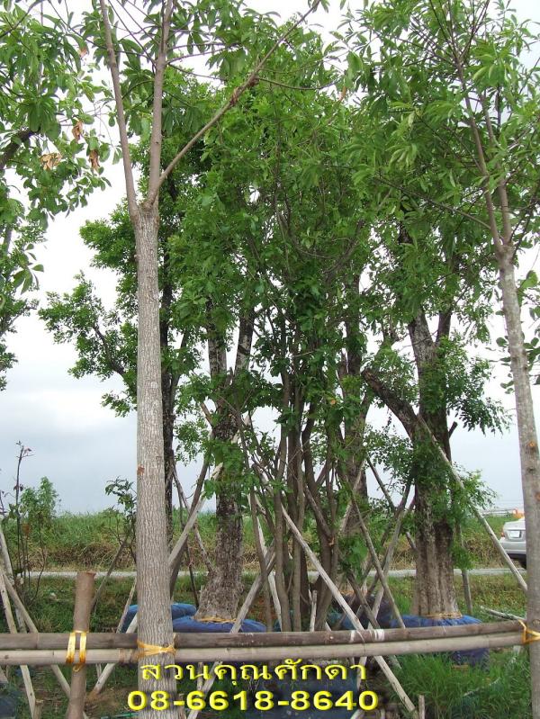 ขายต้นจิกน้ำ | สวนคุณศักดา - บางบัวทอง นนทบุรี