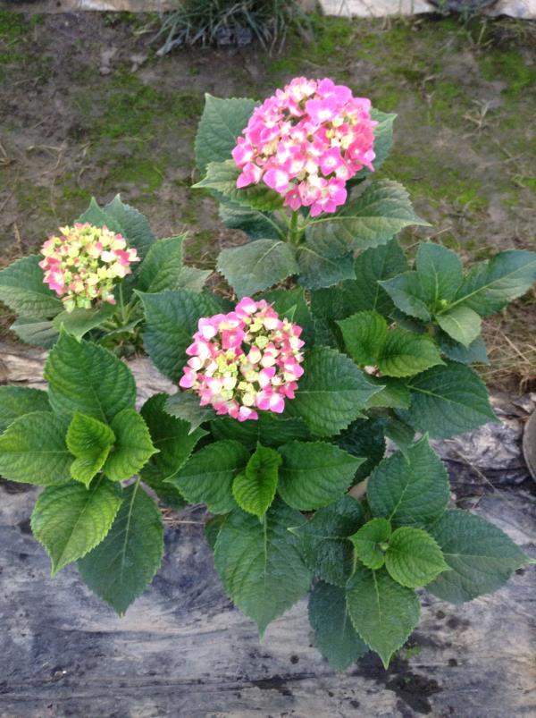 ดอกไฮเดรนเยียพันธุ์หนัก | sarapeegarden - สารภี เชียงใหม่