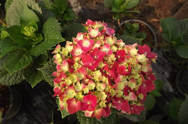 ดอกไฮเดรนเยียพันธุ์หนัก | sarapeegarden - สารภี เชียงใหม่