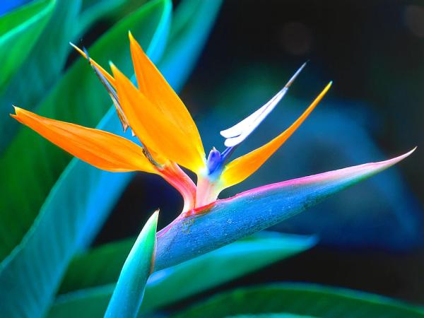 bird_of_paradise | laddagarden - ลาดหลุมแก้ว ปทุมธานี