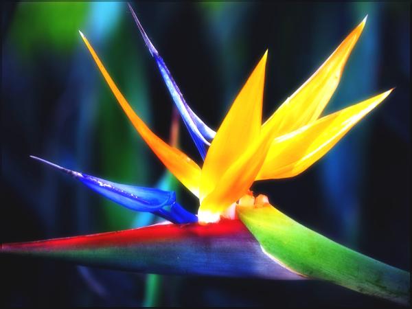 Bird of Paradise 2 | laddagarden - ลาดหลุมแก้ว ปทุมธานี