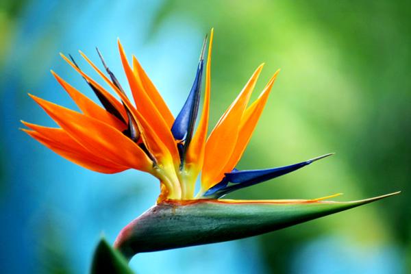 Blue_Bird_of_Paradise | laddagarden - ลาดหลุมแก้ว ปทุมธานี