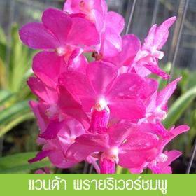 แวนด้า พรายริวเวอร์ชมพู | ออร์คิดส์วัลเลย์ (ไทยประจัน ราชบุรี) - ปากท่อ ราชบุรี