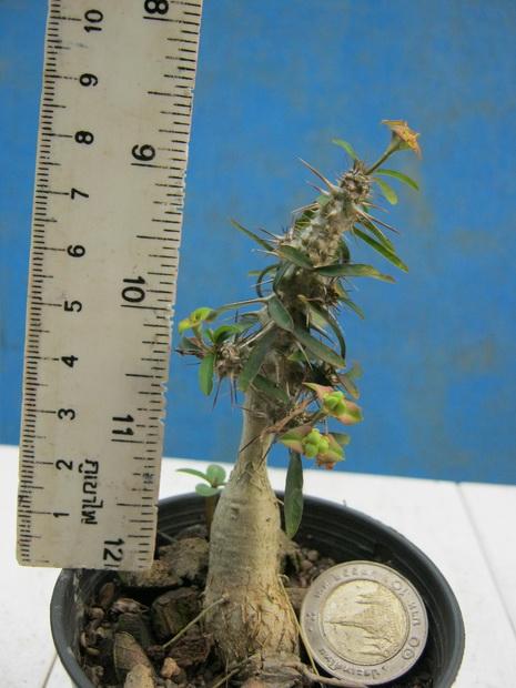 Euphorbia millii HYB. โป๊ยเซียนโขด | สวนคมพฤกษา - เมืองฉะเชิงเทรา ฉะเชิงเทรา