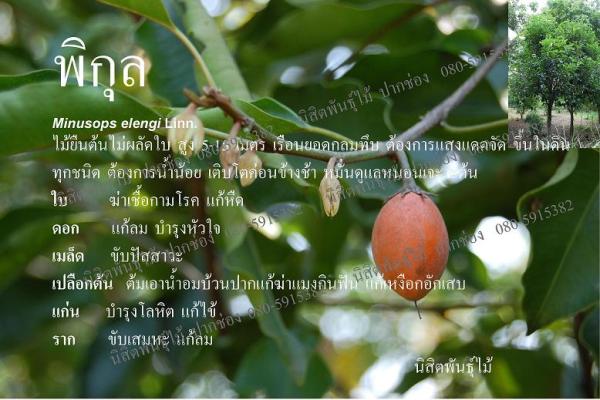 พิกุล | นิสิตพันธุ์ไม้ - ปากช่อง นครราชสีมา