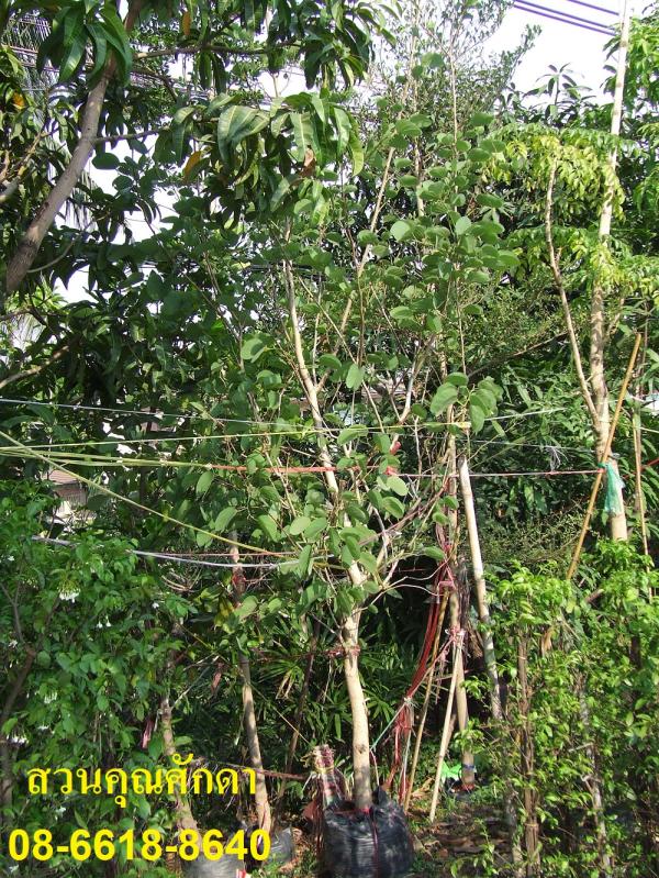 ต้นชงโค | สวนคุณศักดา - บางบัวทอง นนทบุรี