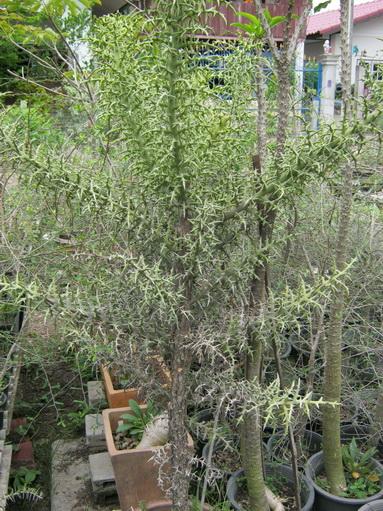 Euphorbia Stenoclada | สวนคมพฤกษา - เมืองฉะเชิงเทรา ฉะเชิงเทรา