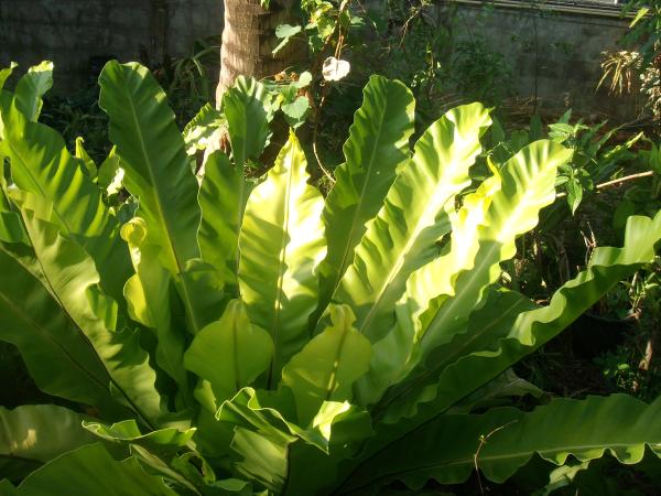 เฟริ์นข้าหลวง | สวนกอบกุญ (KOBKUN GARDEN) - เมืองอุดรธานี อุดรธานี