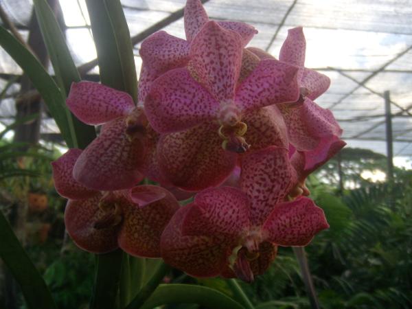 กล้วยไม้ (Orchid) | สวนกอบกุญ (KOBKUN GARDEN) - เมืองอุดรธานี อุดรธานี