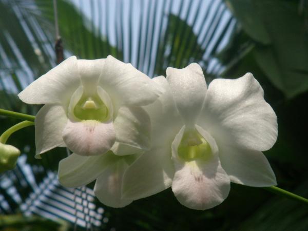 กล้วยไม้ (Orchid) สกุลหวาย | สวนกอบกุญ (KOBKUN GARDEN) - เมืองอุดรธานี อุดรธานี