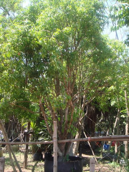 ต้นมะยงชิด | สวนเฮงเจริญ - เมืองปราจีนบุรี ปราจีนบุรี