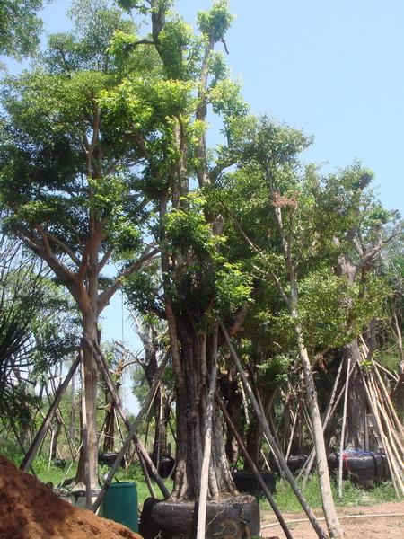 ต้นแคนา | สวนเฮงเจริญ - เมืองปราจีนบุรี ปราจีนบุรี
