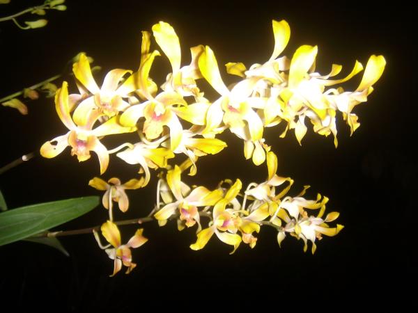 กล้วยไม้ (Orchid) | สวนกอบกุญ (KOBKUN GARDEN) - เมืองอุดรธานี อุดรธานี