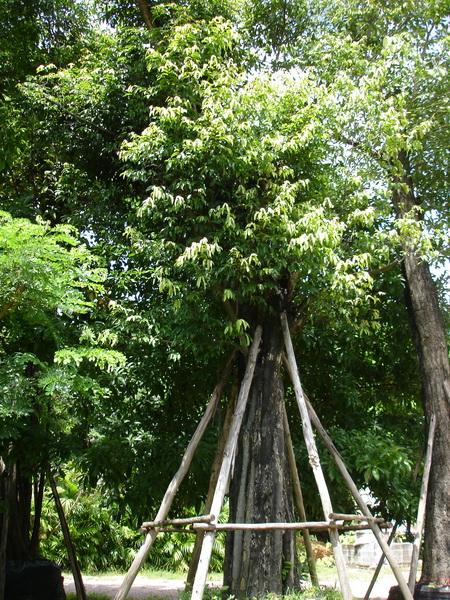 ต้นอินจันทร์ | สวนเฮงเจริญ - เมืองปราจีนบุรี ปราจีนบุรี