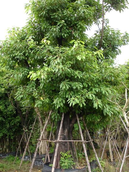 ต้นมหาโชค | สวนเฮงเจริญ - เมืองปราจีนบุรี ปราจีนบุรี